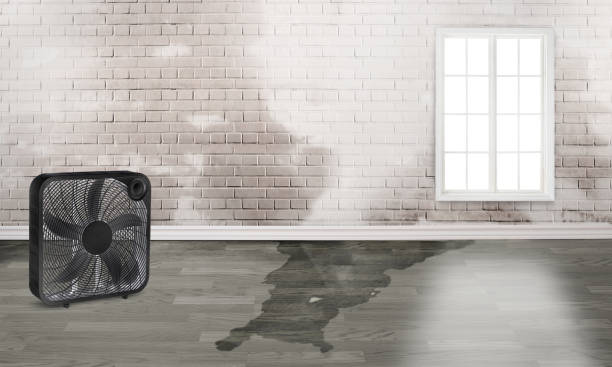 Best Water damage contractors near me  in Jackson, GA